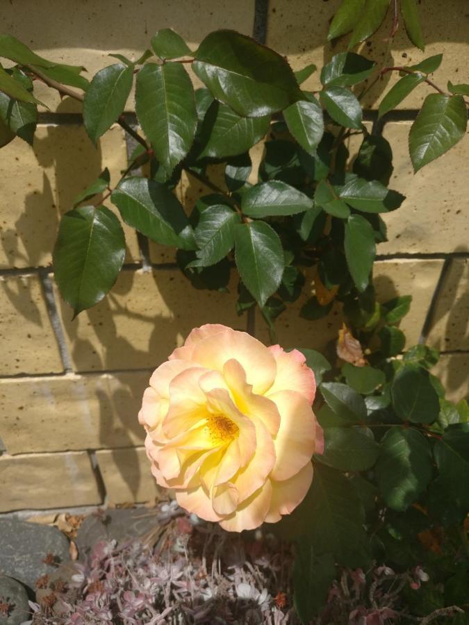 דירות וונגאמאטה Addsbury House מראה חיצוני תמונה